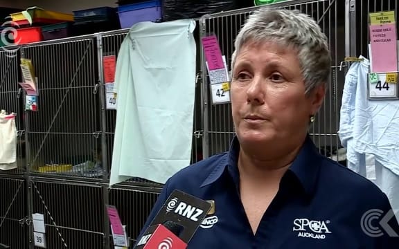 SPCA calls for ban on selling non desexed cats