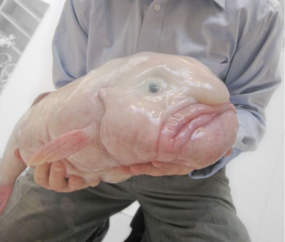 Critter of the Week The Blobfish RNZ