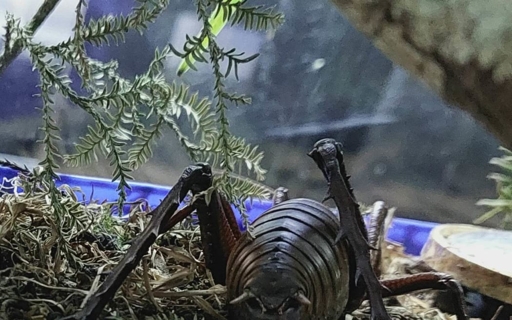 A female Mahoenui Giant Wētā lays her eggs into a container of soil.