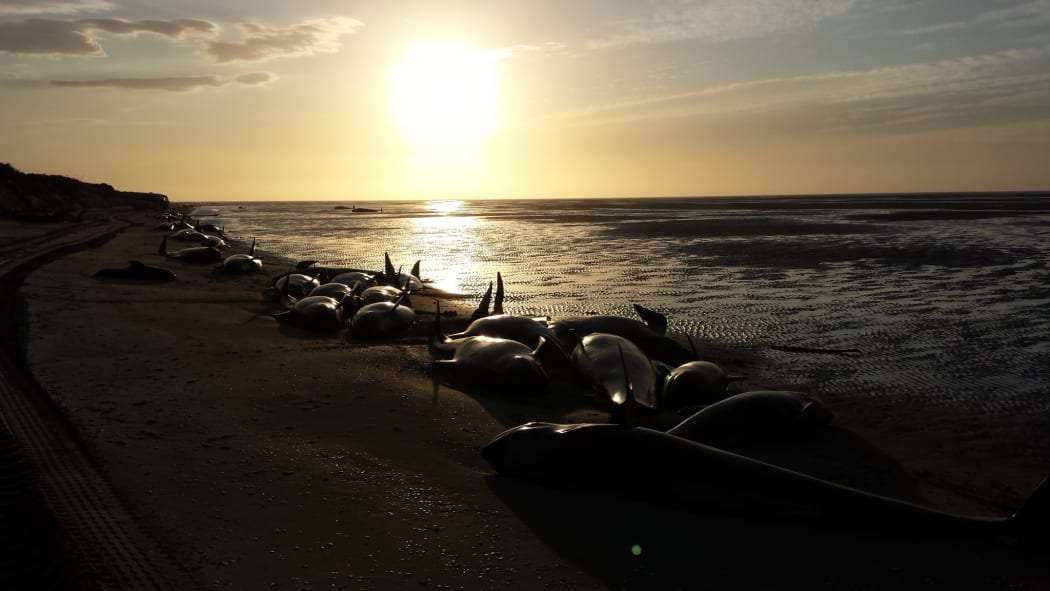 Pilot whales stranded on Farewell Spit early Sunday morning.
