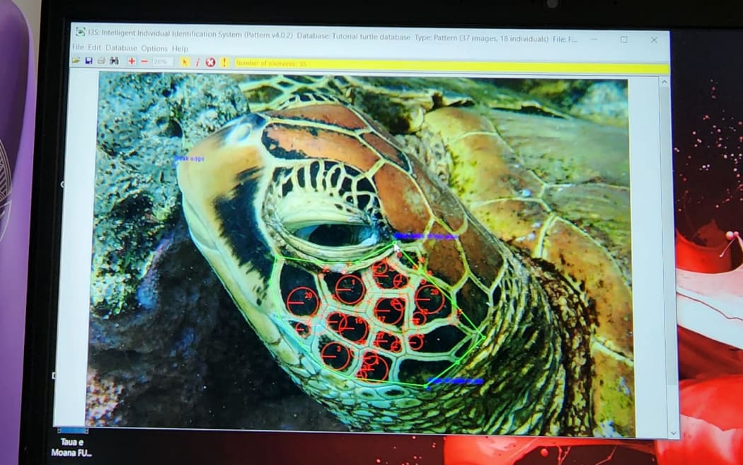 Computer software recognizes the unique facial scutes on the left side of a turtles face.