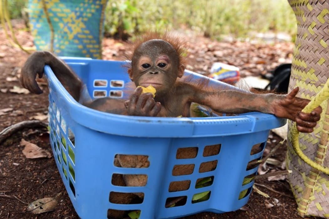 A baby orangutan