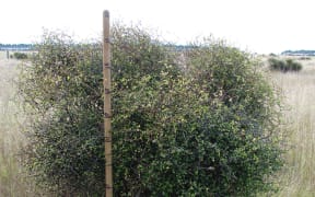 Shrubby tororaro.