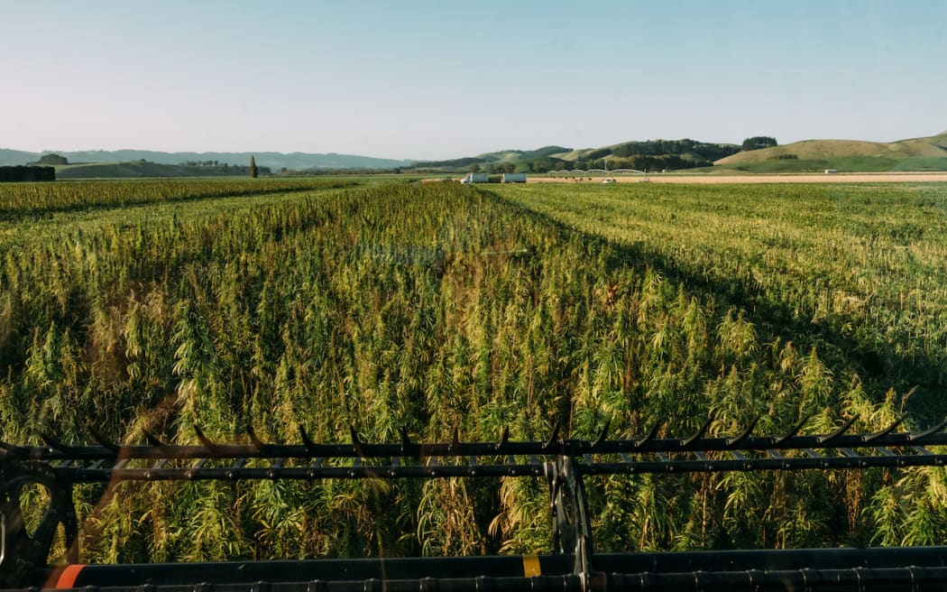 Kanapu Hempery sources hemp seed from crops grown around Hawkes Bay