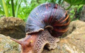 How to erase a snails memory