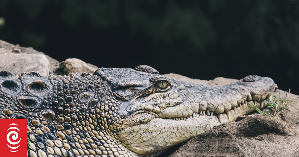 Saltwater Crocodile Attack WA: Calls for Kimberley Awareness & Safety