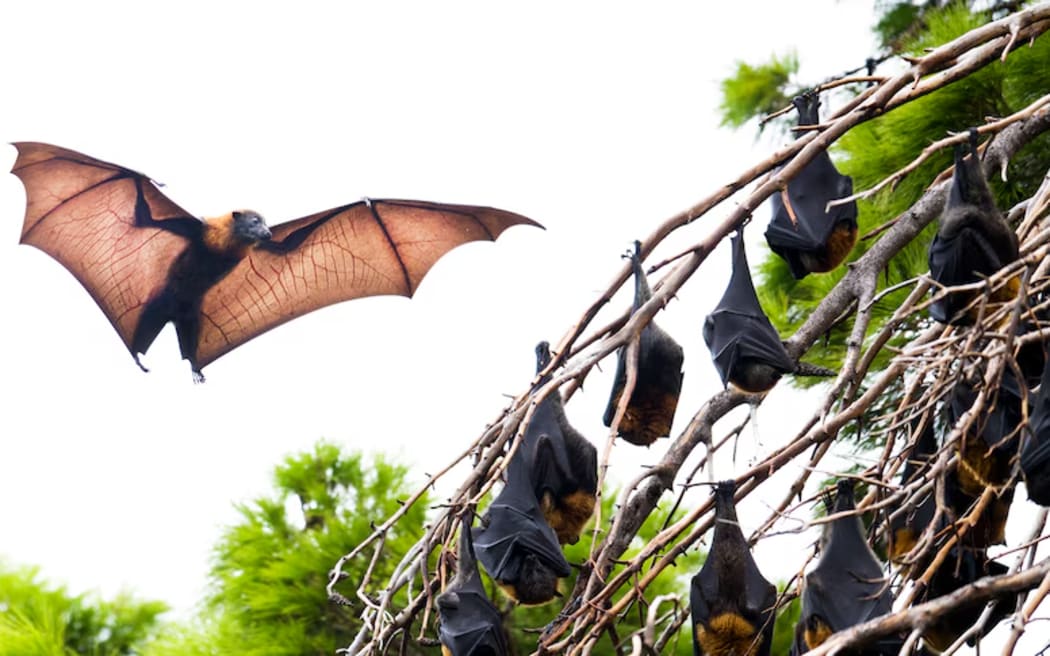 Bat - single use only
