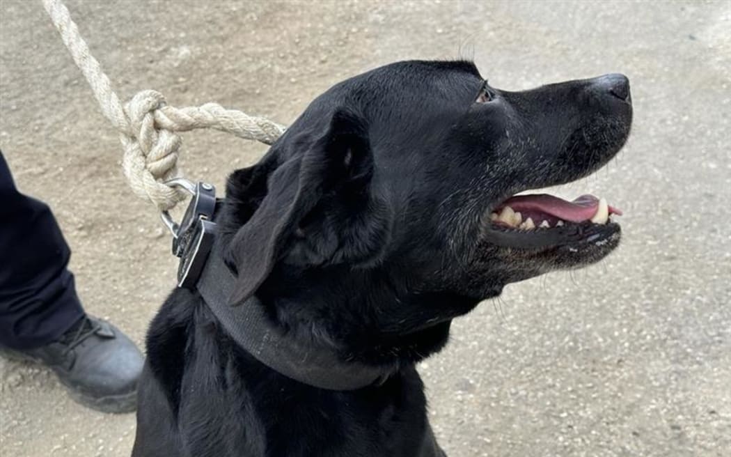 New Zealand Police Dog Iti in Tonga.