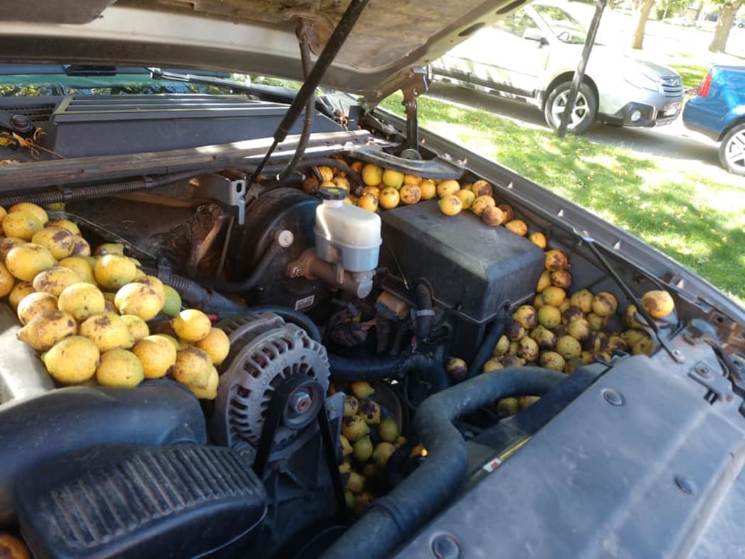 One red squirrel has targeted Fargo resident Bill Fischer's pickup truck for nut storage.