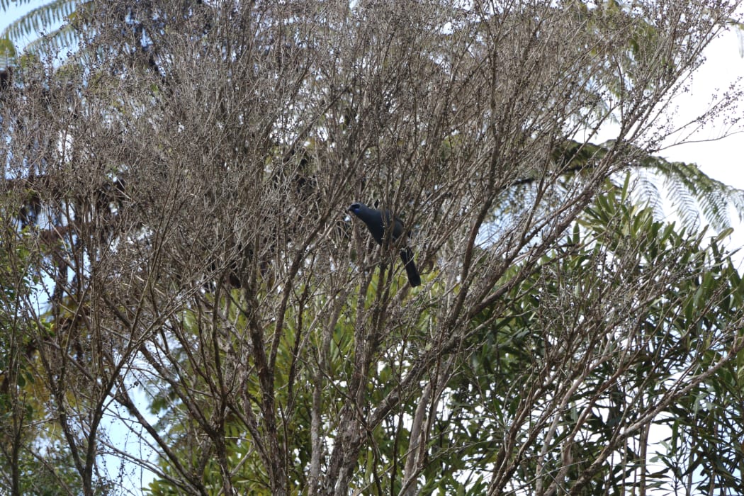 A Kōkako in the Hunua ranges