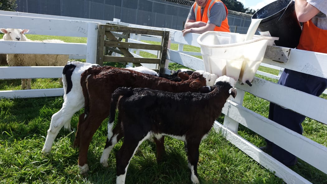 Prisoners feeding the calves.