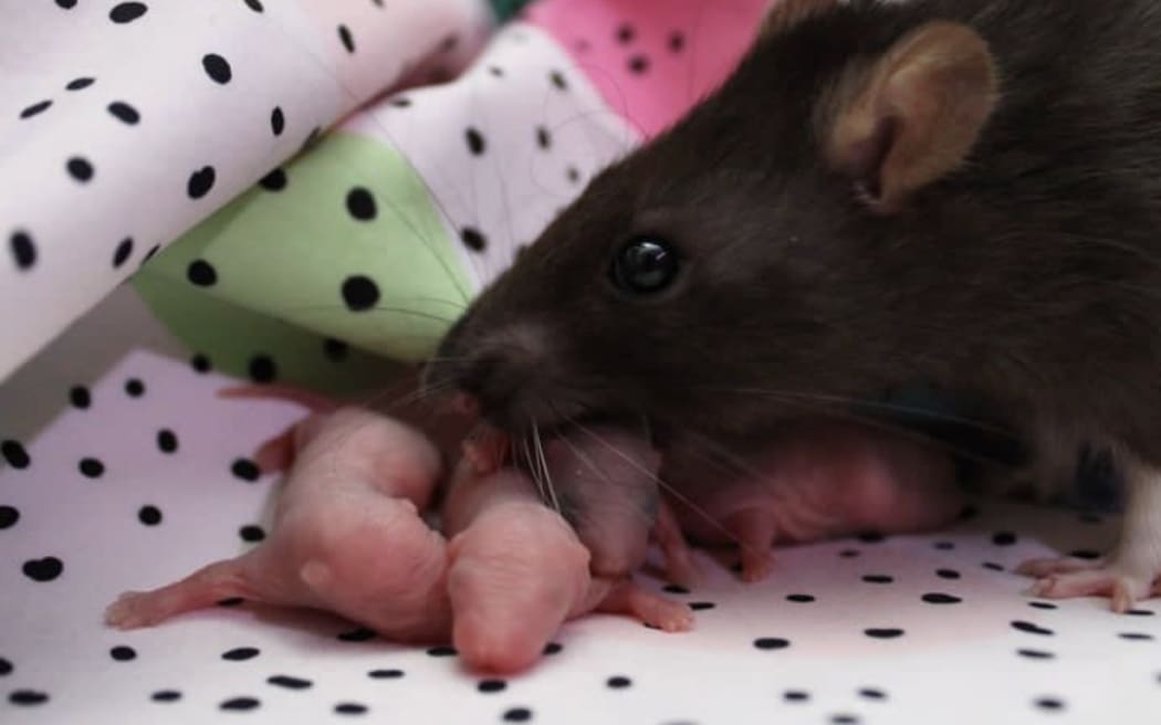 A rat with new born baby rats.
