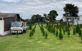 Misa Christmas Tree Farm in Balmoral