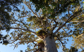A kauri tree in the Waitakere Ranges.