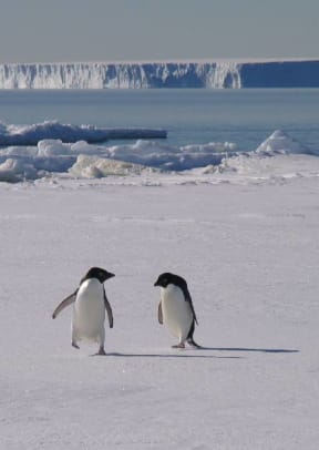 Antarctica's ice sheets hold three quarters of the world's freshwater, and if they melt they would cause a significant rise in sea level, which would be catastrophic both for local animals such as Adelie penguins as well as many large cities around the world.