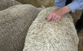 Sharon the mutant sheep (right) and other.