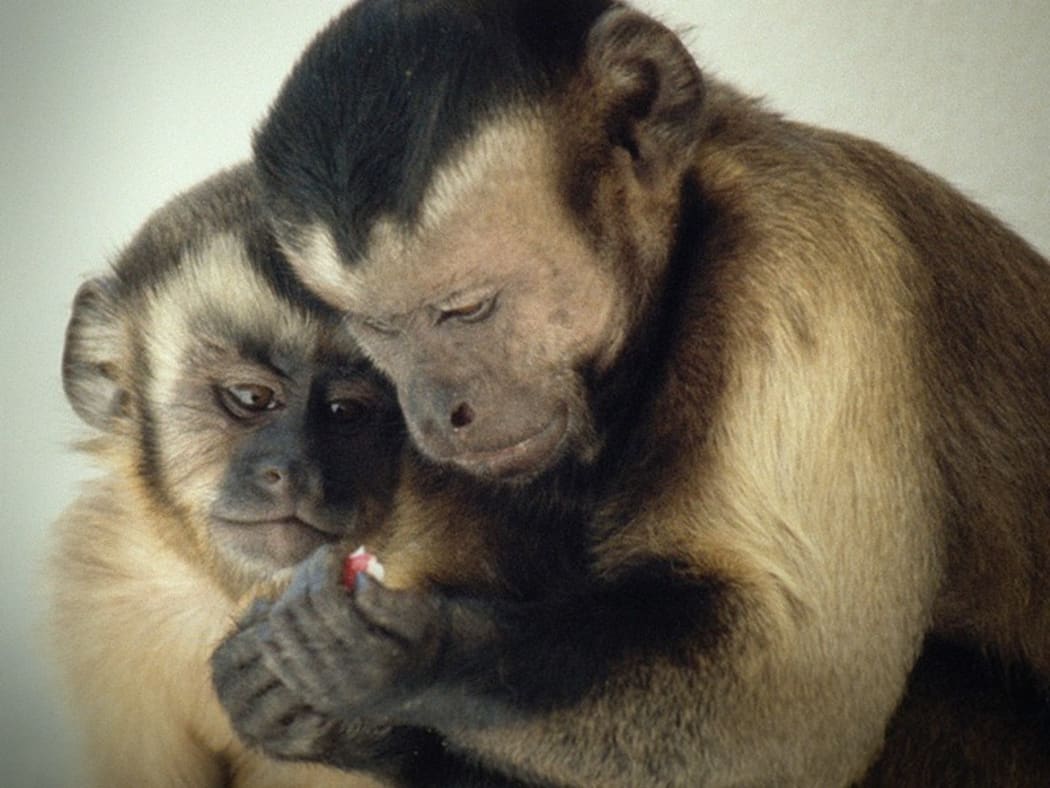 Smart Animals