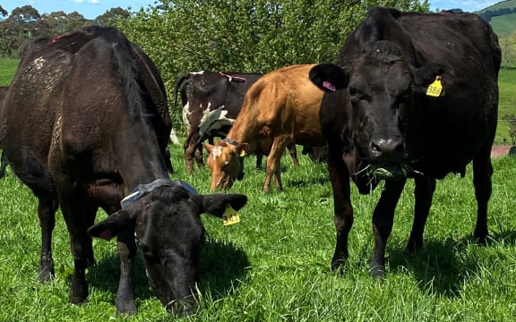 Two cows, one stares directly at the camera while another continues feeding on pasture.