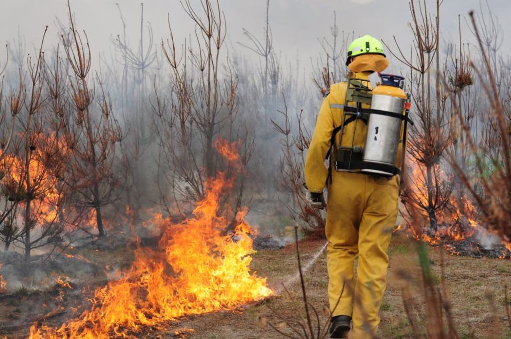 In the name of research, a block of wilding pines that have been treated with a desiccant are set on fire.