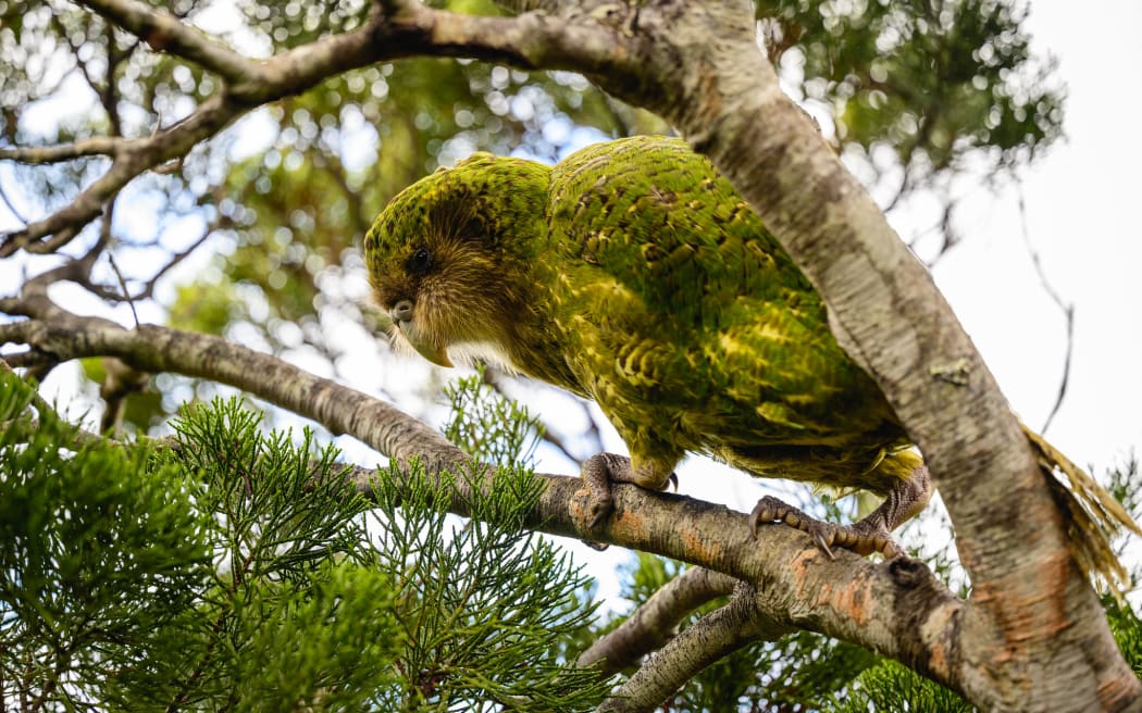 A large speckled green parrot sits on a branch.