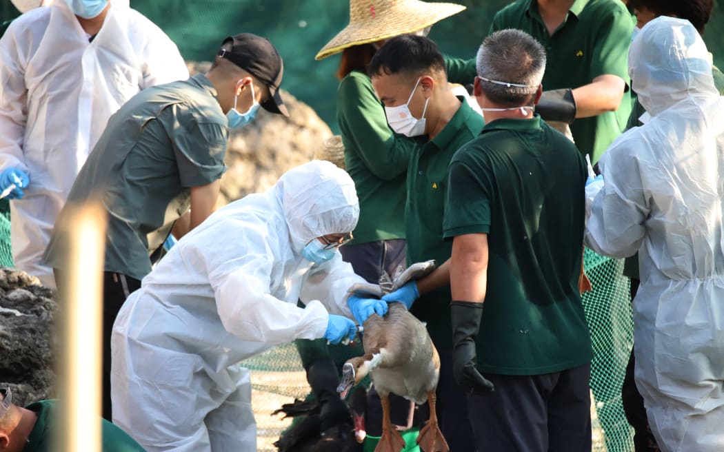Personel zaszczepia zwierzę przeciwko ptasiej grypie w zoo w Kantonie w Kantonie w południowych Chinach pod koniec 2023 r.