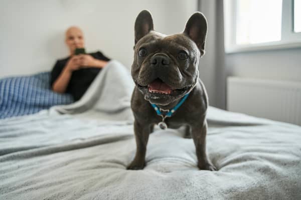 A small French bulldog on someone's bed.