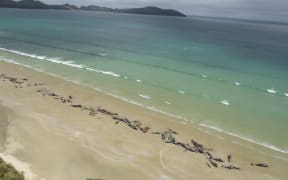 Mass pilot whale stranding at Rakiura/Stewart Island