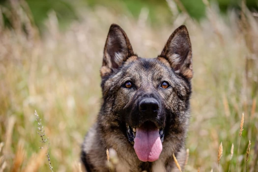 Police dog Dakota died on 1 February