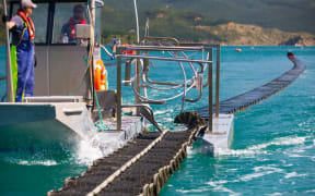 Aaron Pannell, Marlborough Oysters operation