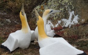 Nigel the gannet and his concrete friends on Mana Island.
