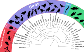 DNA "tree" Image - Zealandia