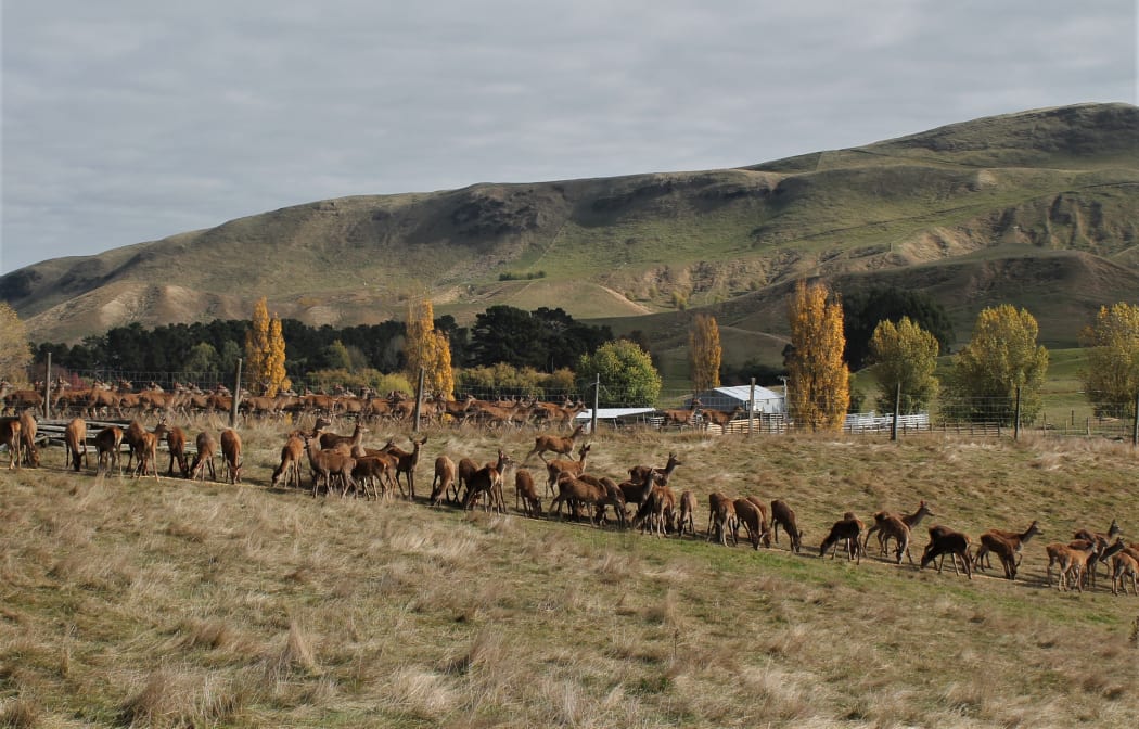 Fawns feeding on maize