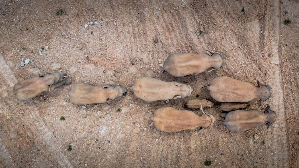 Aerial photo taken on 28 May 2021 shows a herd of wild Asian elephants in Eshan County, Yuxi City, southwest China's Yunnan Province.