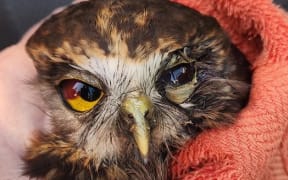 People are being urged to watch for exhausted sea birds and tiny nestlings blown from their nests in the wild weather.