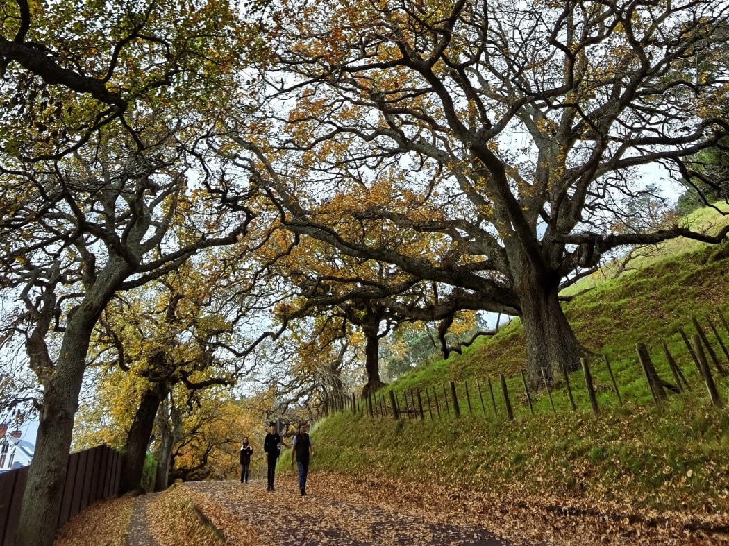 Autumn, One tree hill, North Island.