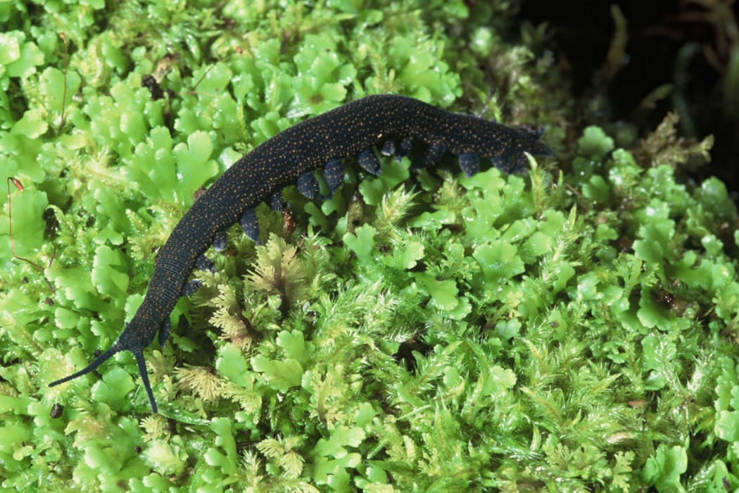 Peripatus