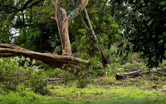 Thirty native trees at a Canal Road property in Avondale are facing the chop.