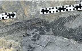 The fossil sheds new light on a 250-million year old mass extinction.