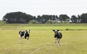 Dry land and cows, parched land in central North Island.