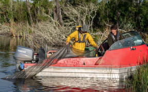 Contractors laying nets to catch catfish in Lake Rotoiti.