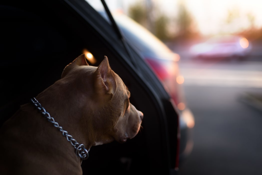 Faithful dog sitting in a car and looking to sunshine
