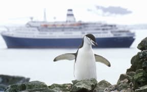 Cruise ship Marco Polo and Chinstrap penguin (Pygoscelis antarctica) at Half Moon Island, Bransfield Strait, Antarctica