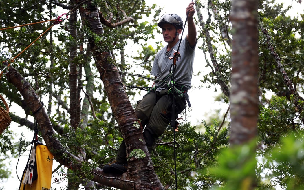 Local arborist Jonno Smith scaled the kauri to try to stop it being felled.