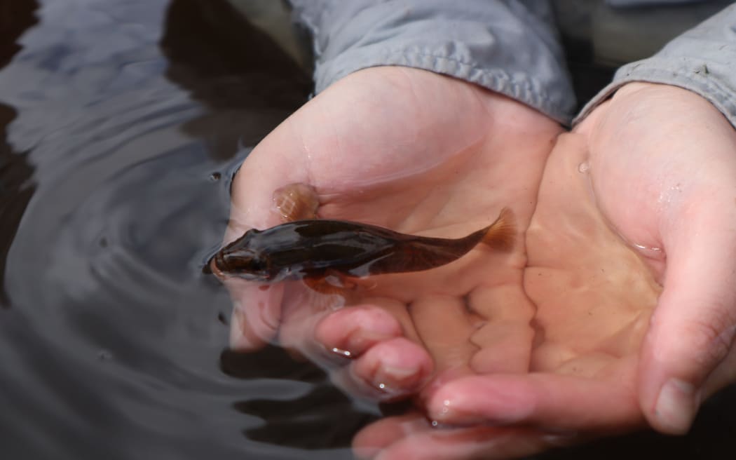 A person cups water and a small brown fish in their hands.