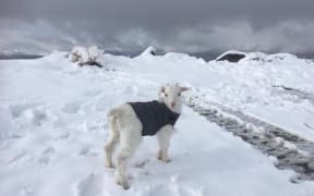 Jack the Goat staying warm in the fresh snow on Coronet peak.