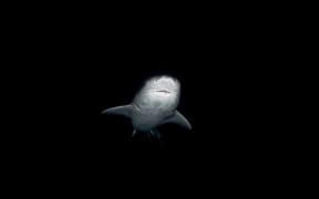 A grey-white shark looms out of the pitch-black water, viewed from a low angle, he has a broad nose.