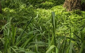 Pacific plants used for medicinal purposes