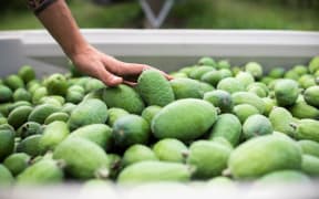 Feijoa harvest at Kaiponi Farms.