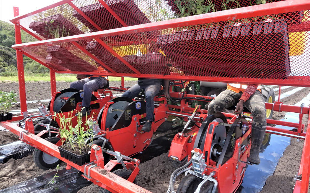 Workers seated on the back of a tractor feed through cannabis seedlings to be planted on the farm at Kekerengu.