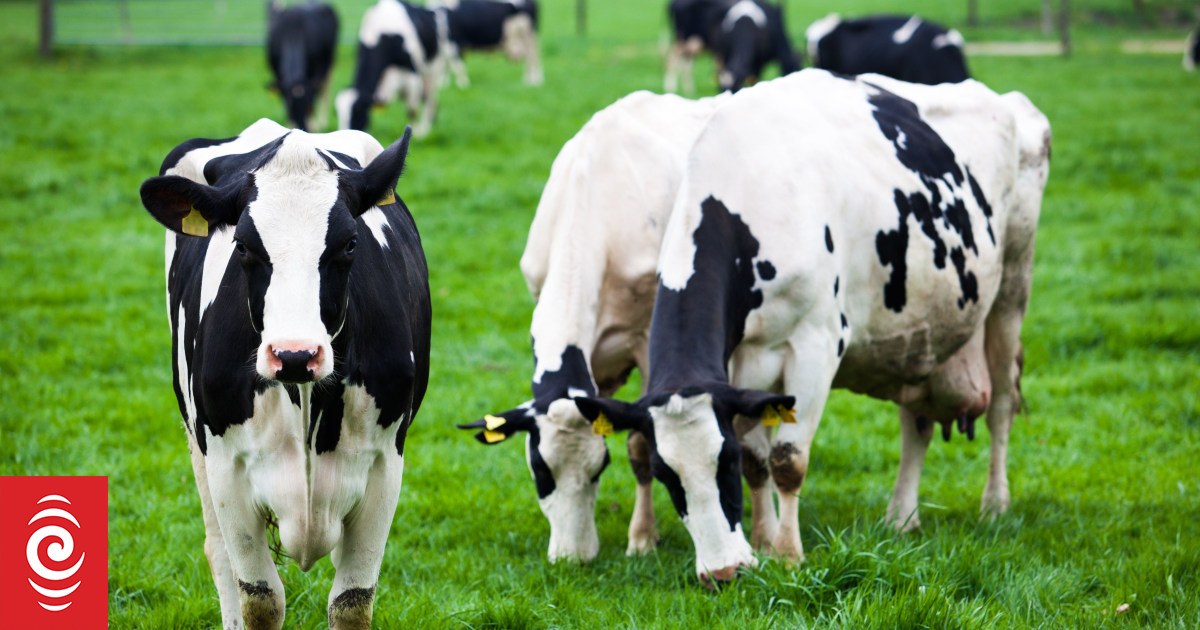 Three cows put down after stock truck turns over in Canterbury